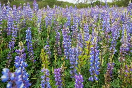 Téléchargez les photos : Belles fleurs sauvages sur une prairie verte en saison estivale. Contexte naturel. - en image libre de droit