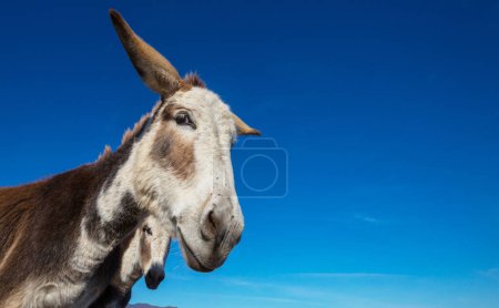 Foto de Bonito burro de cerca en México - Imagen libre de derechos