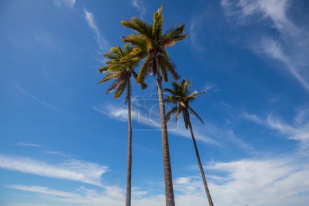 Téléchargez les photos : Palmeraie sur île tropicale - en image libre de droit