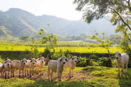 Foto de Rebaño de vacas en el campo verde de verano.Agricultura agricultura pastos rurales - Imagen libre de derechos