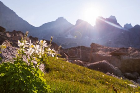 Photo for Mountain meadow in sunny day. Natural summer landscape. - Royalty Free Image