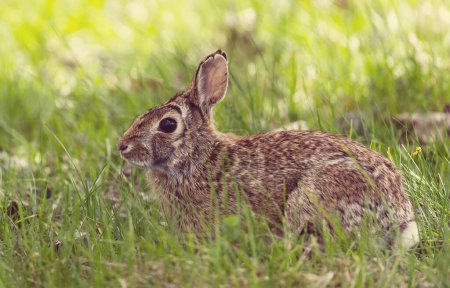 Photo for Hare in the grass. Spring easter concept. - Royalty Free Image