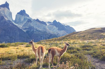 Foto de Wild Guanaco (Lama Guanicoe) en la pradera Patagonia, Chile, América del Sur - Imagen libre de derechos