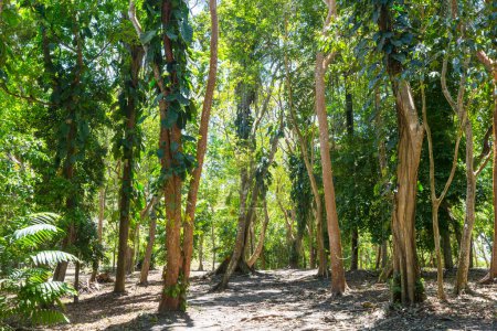 Téléchargez les photos : Belle jungle tropicale verte pour le fond naturel - en image libre de droit