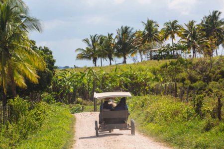 Téléchargez les photos : Une famille de mennonites chevauchant un buggy à essieu unique dans une communauté de mennonites au Belize - en image libre de droit