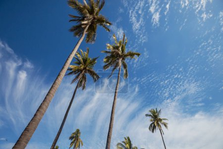 Foto de Plantación de palmeras en isla tropical - Imagen libre de derechos