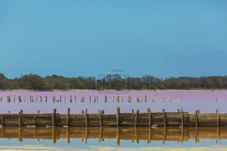 Téléchargez les photos : Lac salé aux algues roses au Mexique. Beau paysage. - en image libre de droit