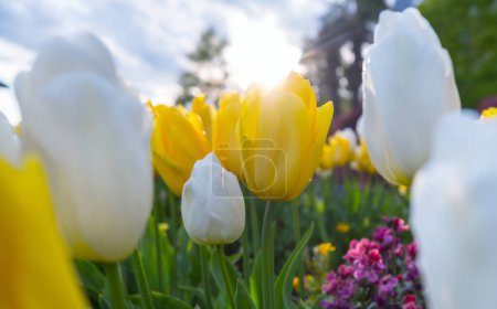 Téléchargez les photos : Champ de fleurs printanières. Beau fond de printemps. Tulipes dans le jardin de printemps. Thème Agriculture et jardinage
. - en image libre de droit