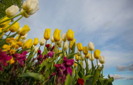 Foto de Campo de flores de primavera. Hermoso fondo de primavera. Tulipanes en jardín de primavera. Agricultura y jardinería tema
. - Imagen libre de derechos