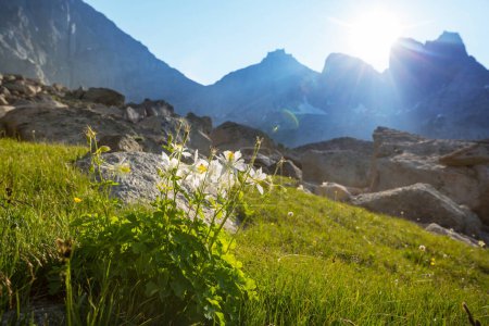 Foto de Pradera de montaña en un día soleado. Paisaje natural de verano. - Imagen libre de derechos