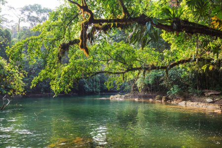Téléchargez les photos : Beaux paysages tropicaux rivière dans la jungle - en image libre de droit