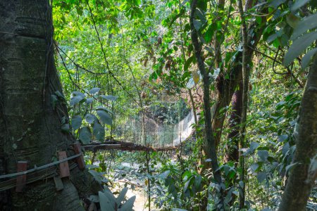 Téléchargez les photos : Pont suspendu dans la jungle, Sri Lanka - en image libre de droit