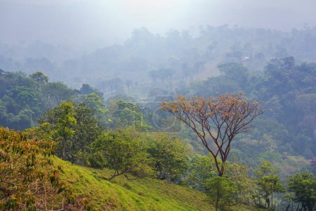 Téléchargez les photos : Beaux paysages tropicaux au Honduras- montagnes vertes dans la jungle - en image libre de droit