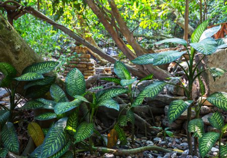 Téléchargez les photos : Plantes exotiques dans un jardin tropical - en image libre de droit