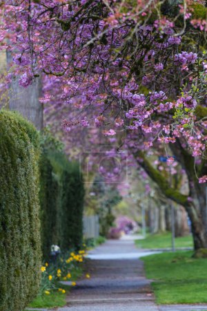 Photo for Cherry blossoming alley in spring season - Royalty Free Image