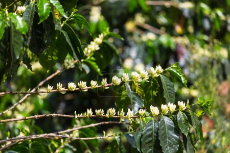 Téléchargez les photos : Arbre à café fleurissent avec des fleurs de couleur blanche. Cafetière en le Honduras. - en image libre de droit