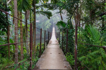 Photo for Suspension bridge in tropical jungle - Royalty Free Image