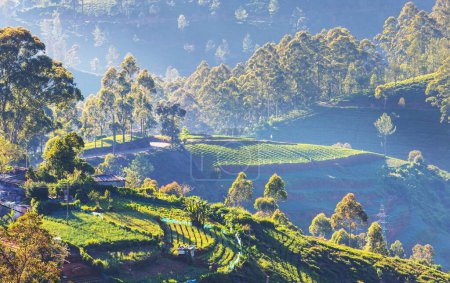 Téléchargez les photos : Cultivated hillside  vegetable plantations on Sri Lanka. Beautiful rural landscapes - en image libre de droit