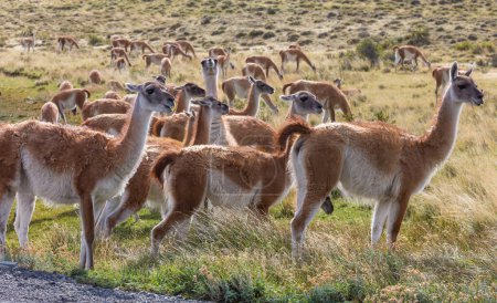 Foto de Wild Guanaco (Lama Guanicoe) en la pradera Patagonia, Chile, América del Sur - Imagen libre de derechos