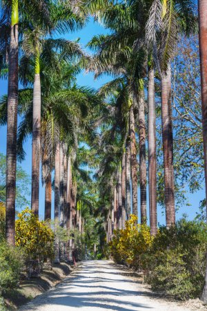 Ruelle de palmiers dans un Belize