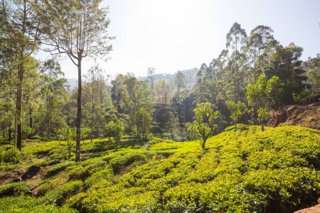 Téléchargez les photos : Paysages naturels verts _ plantation de thé sur Sri Lanka - en image libre de droit