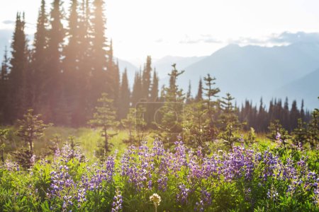 Photo for Mountain meadow in sunny day. Natural summer landscape. - Royalty Free Image