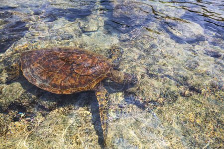 Foto de Tortuga marina gigante bajo el agua en el océano en Hawái, EE.UU. - Imagen libre de derechos