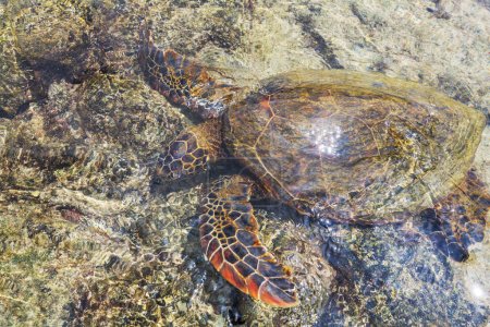 Foto de Tortuga marina gigante bajo el agua en el océano en Hawái, EE.UU. - Imagen libre de derechos