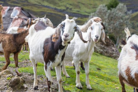 Foto de Manada de cabras en el prado verde de primavera - Imagen libre de derechos