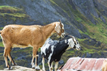 Foto de Manada de cabras en el prado verde de primavera - Imagen libre de derechos