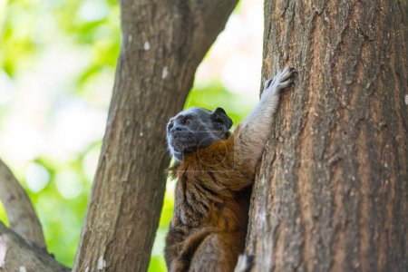 Foto de Tamarín adulto de algodón, Saguinus edípo, sentado en un árbol en Colombia - Imagen libre de derechos