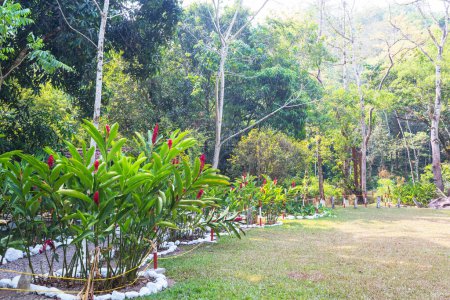 Foto de Plantas exóticas en jardín tropical - Imagen libre de derechos