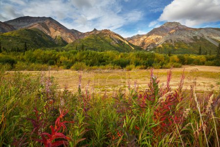Photo for Beautiful summer meadow in mountains, Alaska, USA - Royalty Free Image
