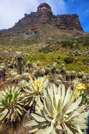 Foto de Bosque de frailejones o Espeletia, una hermosa planta en las montañas colombianas, América del Sur - Imagen libre de derechos