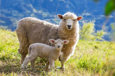 Téléchargez les photos : Moutons dans les prairies verdoyantes de montagne, scène rurale - en image libre de droit