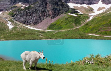 Foto de Cabra salvaje de montaña en las montañas - Imagen libre de derechos