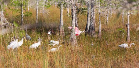 Photo for White Egrets, ibis, spoonbill in the  Everglades National Park, Florida, USA - Royalty Free Image