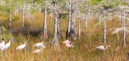 Téléchargez les photos : Aigrettes blanches, ibis, spatule dans le parc national des Everglades, Floride, États-Unis - en image libre de droit