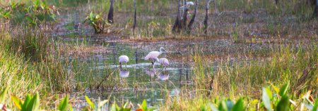 Photo for White Egrets, ibis, spoonbill in the  Everglades National Park, Florida, USA - Royalty Free Image