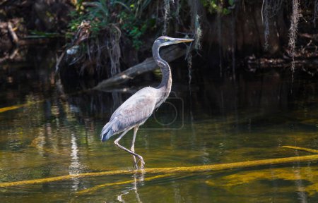 Téléchargez les photos : Héron bleu dans Everglades NP, Floride. Beaux animaux sauvages et oiseaux - en image libre de droit