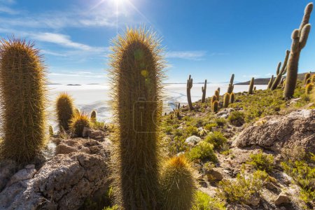 Téléchargez les photos : Grand cactus sur l'île d'Incahuasi, Salar de Uyuni, Altiplano, Bolivie. Paysages naturels insolites désert voyage solaire Amérique du Sud - en image libre de droit