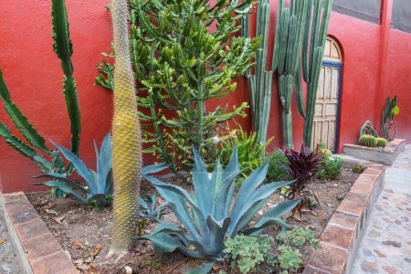 Foto de Puerta de madera y un montón de cactus en frente. Colores intensos típicos en la arquitectura en Guanajuato, México. - Imagen libre de derechos
