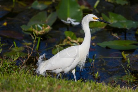 Photo for Snowy egret in Everglades National Park, Florida - Royalty Free Image
