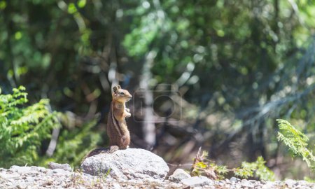 Photo for American chipmunk in summer forest - Royalty Free Image