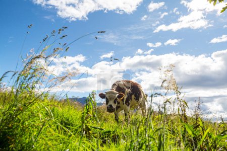 Téléchargez les photos : Vache dans la prairie verte d'été - en image libre de droit