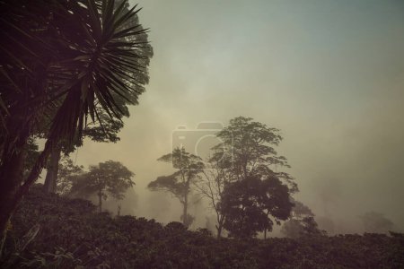 Téléchargez les photos : Silhouette de forêt tropicale couverte de brouillard matinal, Honduras - en image libre de droit