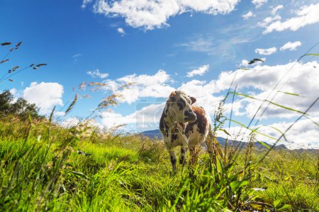 Foto de Vaca en prado verde de verano - Imagen libre de derechos