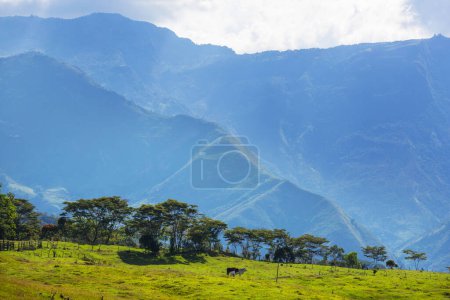 Foto de Paisajes rurales en verdes montañas colombianas - Imagen libre de derechos