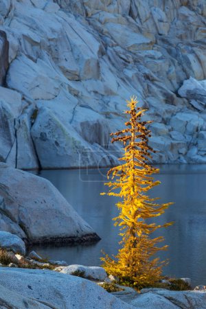 Photo for Beautiful golden larches in mountains, Fall season. - Royalty Free Image