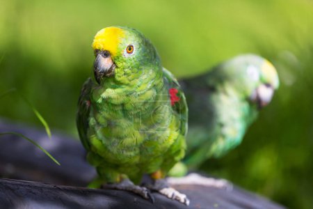 Téléchargez les photos : L'Amazone à couronne jaune ou perroquet à couronne jaune est une espèce de perroquet originaire d'Amérique du Sud tropicale.. - en image libre de droit